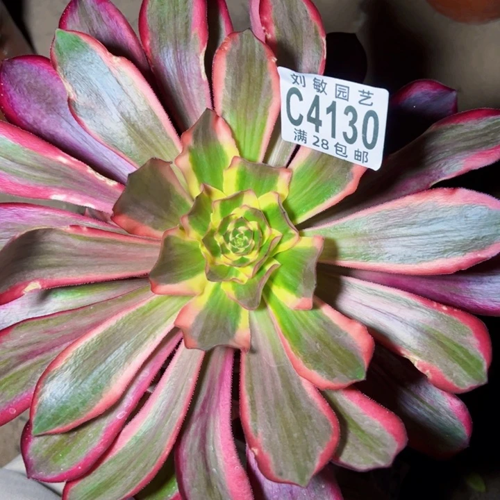 无毒锦多肉植物法师4130