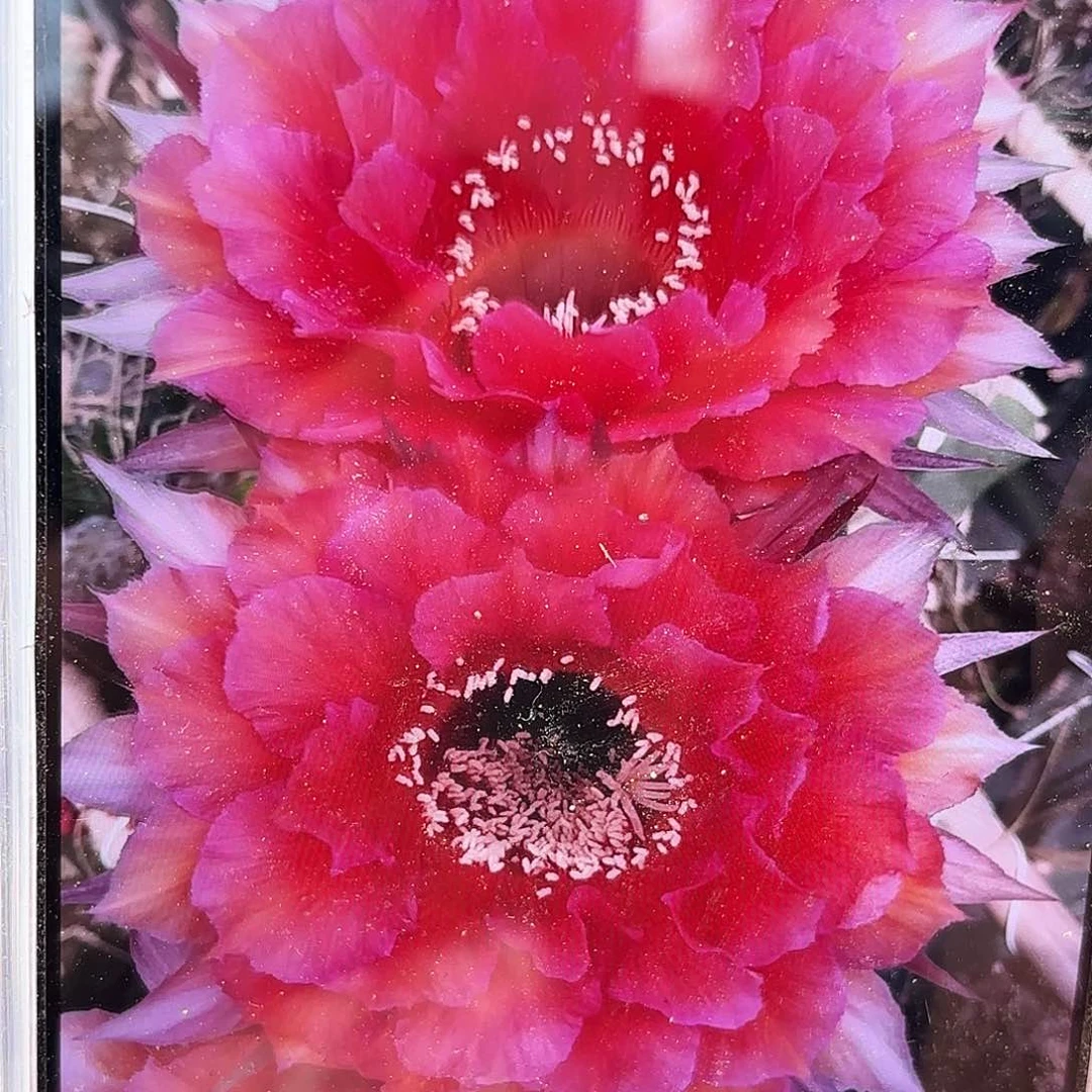 万人迷无根侧牙四公分28