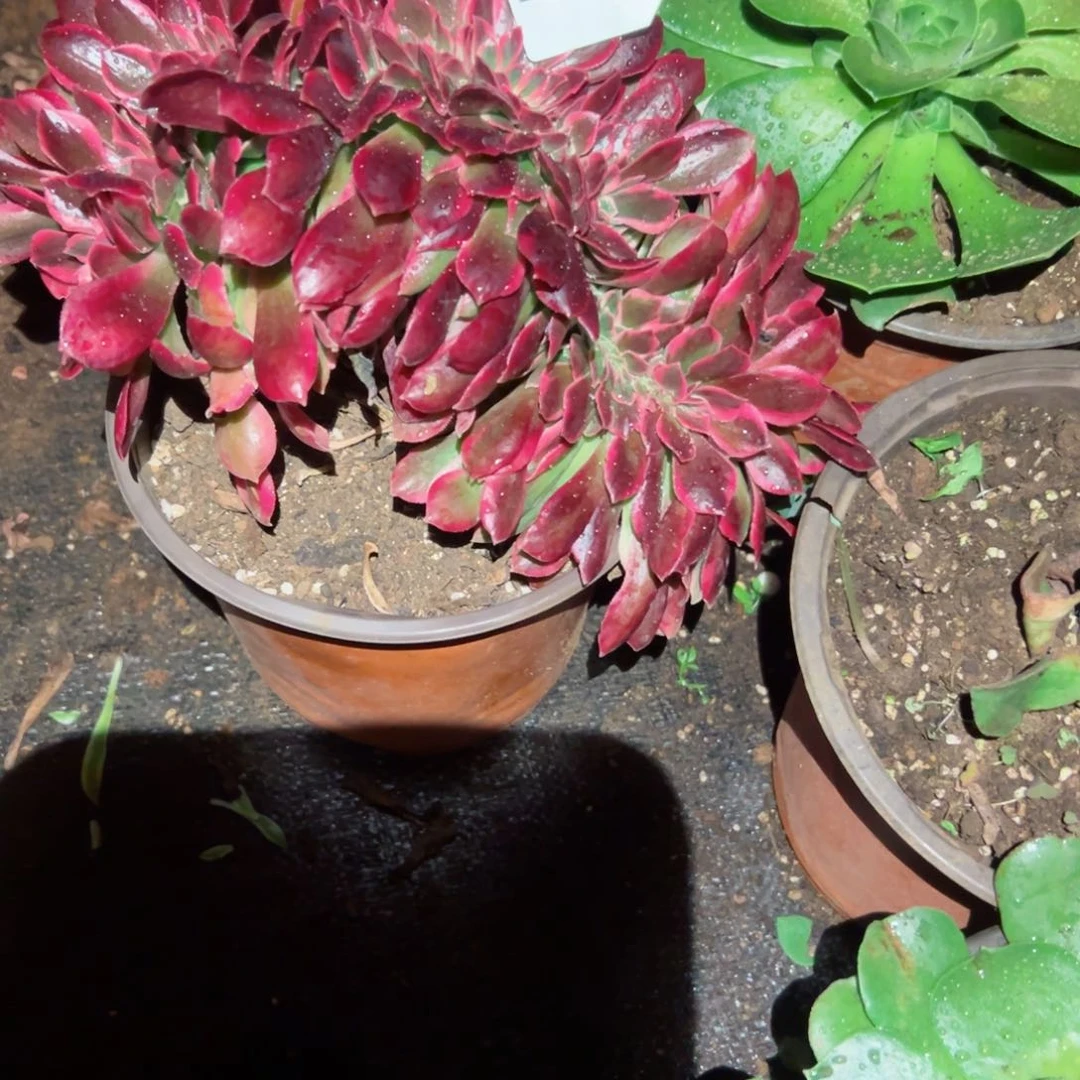 2267 号多肉植物法师新年福利