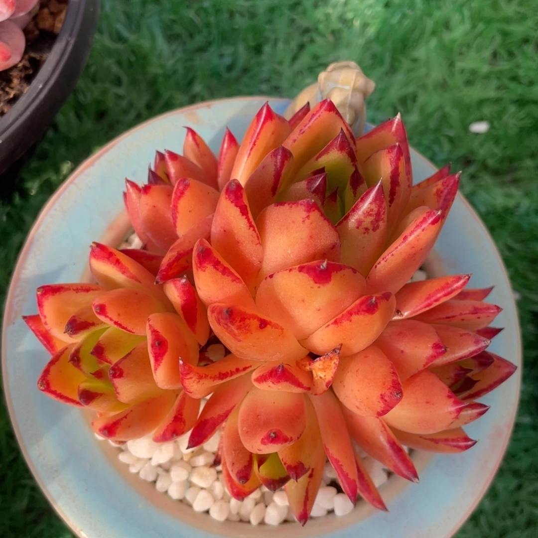 多肉植物盆栽多肉