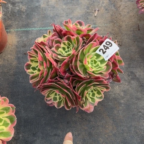 249白凤朵朵多肉，