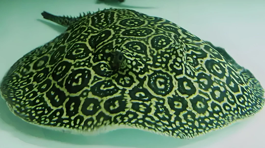 白纹黑帝王10至12公分观赏鱼活体包邮价