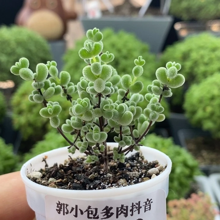 实生莱斯8360枝干番杏