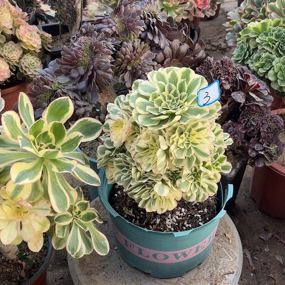 3迈巴赫法师饿我肉植物