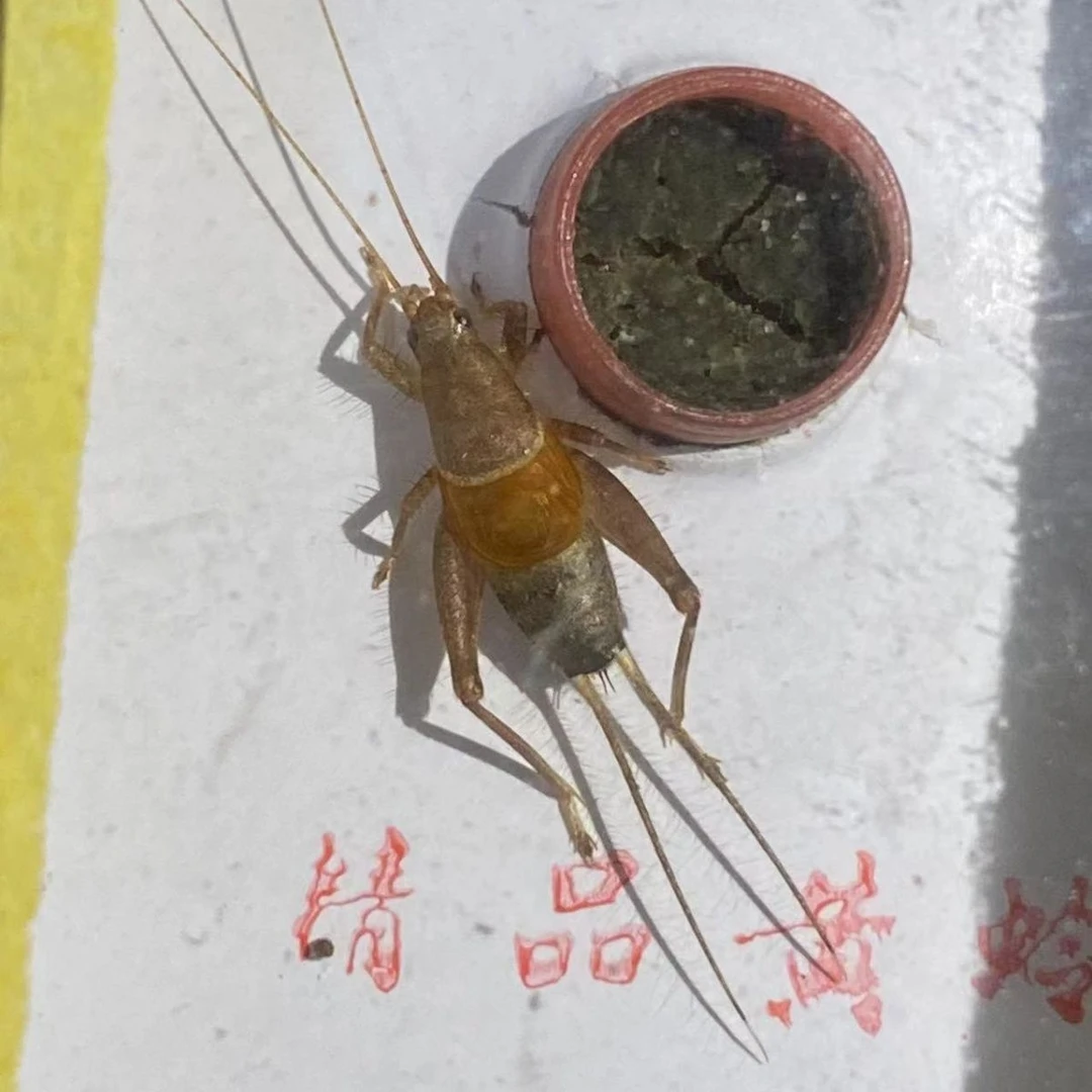 凤仙蟋蟀科昆虫鸣虫