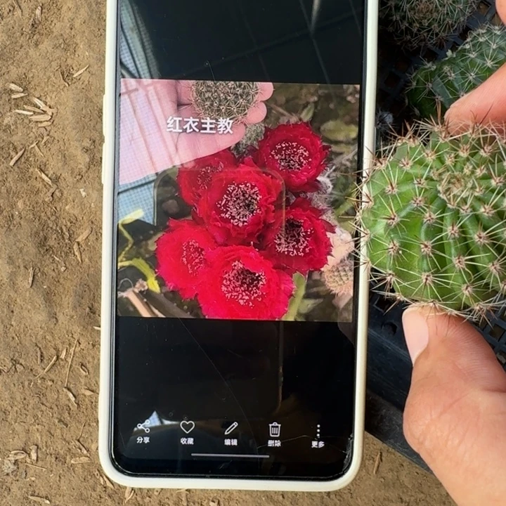 18彩草红衣主教歪4公分左右无根侧牙，20包邮