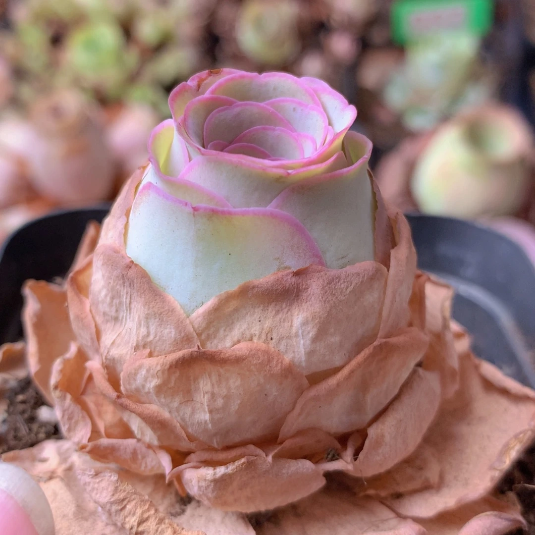 一物一拍小鹿兜608