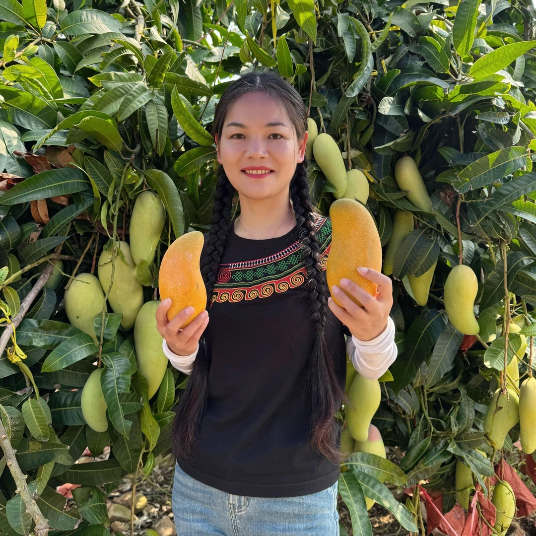 1【苏苏专属】海南金煌芒果 软糯香甜(广西仓发货)新鲜水果放软食用
