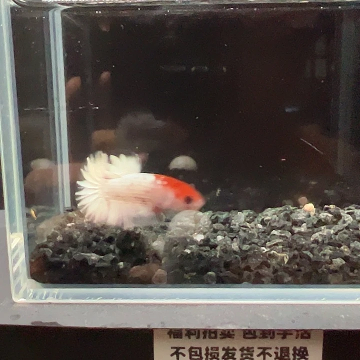 斗鱼竞拍跑单拉黑27号97