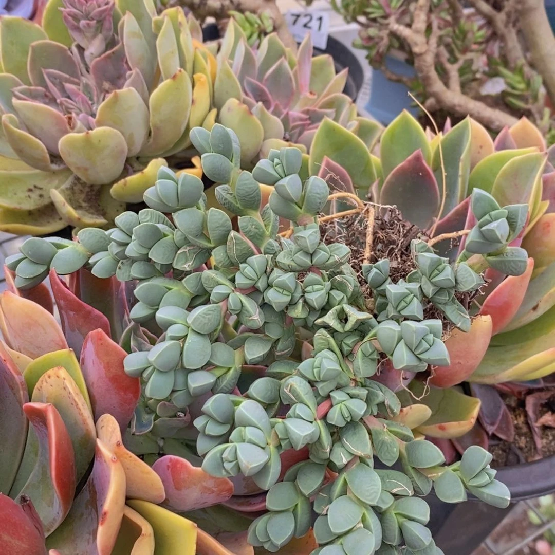 鹿角海棠一盆特价