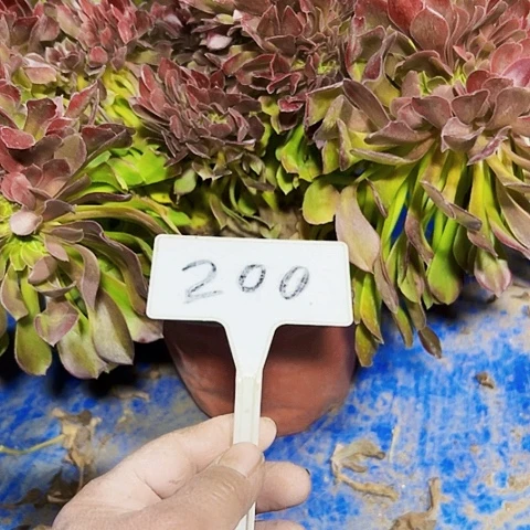 多肉植物玫瑰缀花