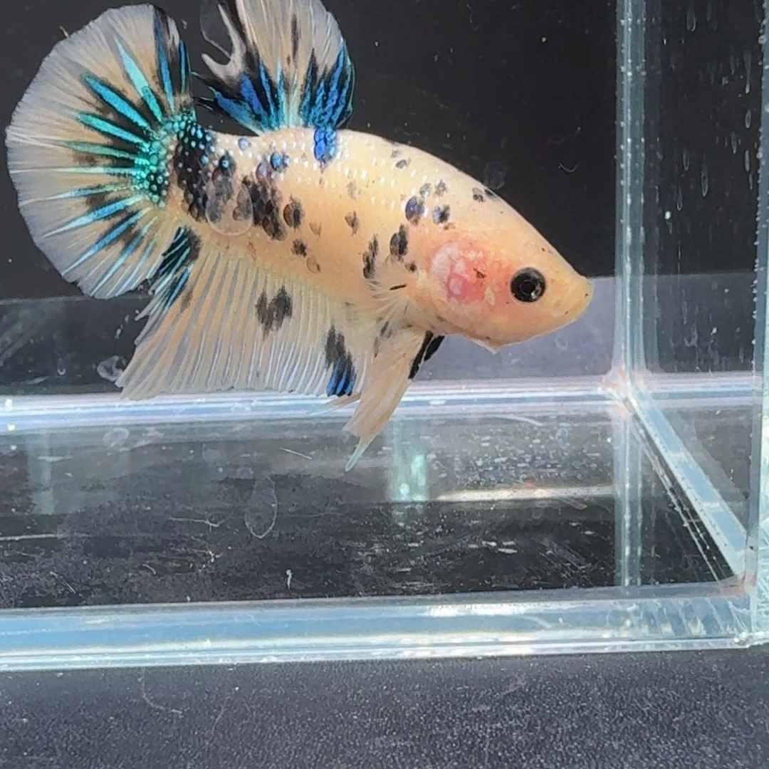 海水鱼28号拍品印尼斗鱼