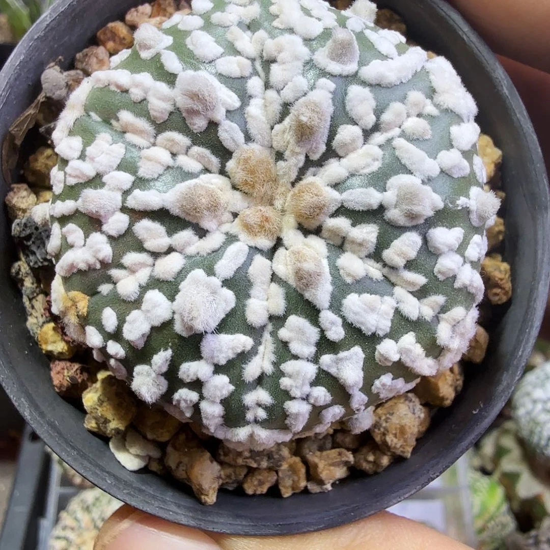 微瑕六瓣高绒多肉植物