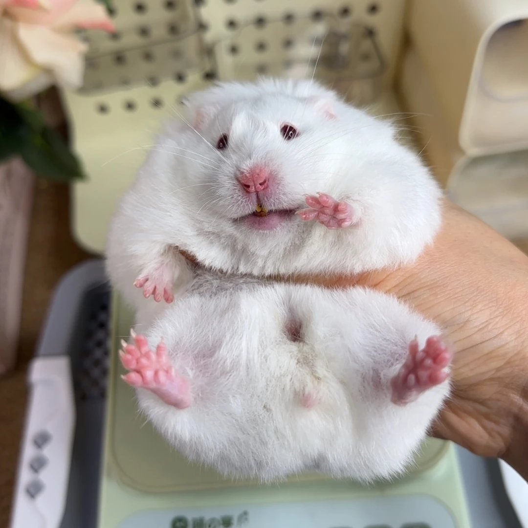 象牙白妹妹186g8个月