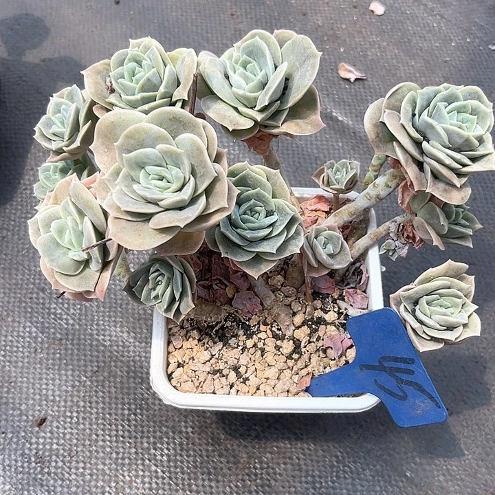 晨语多肉，一物一拍可爱玫瑰45