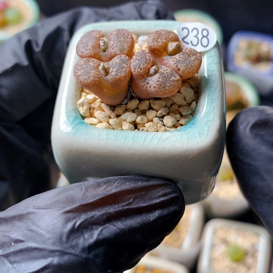 4791--一物一拍 带盆