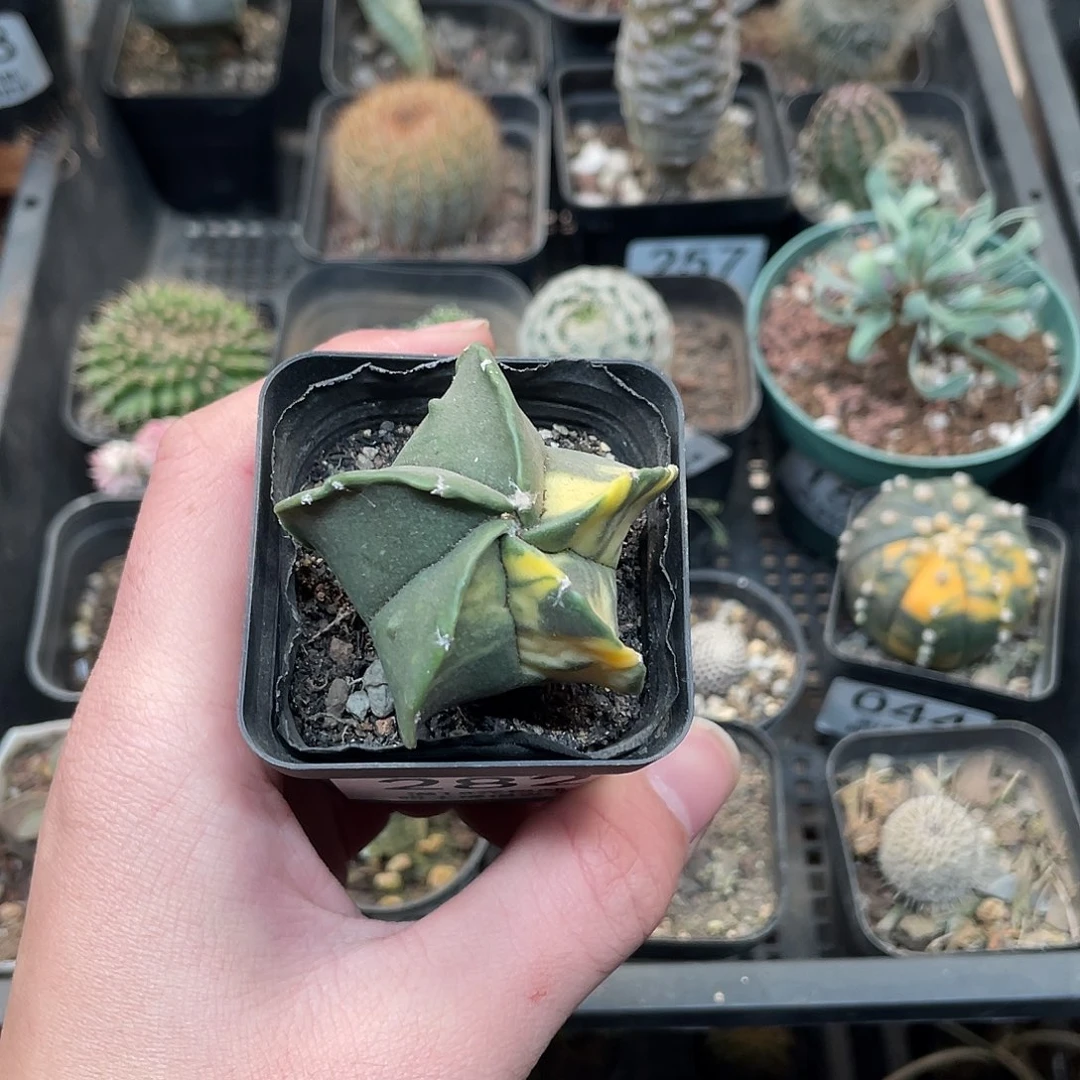 282五角鸾凤玉锦（满18包邮）