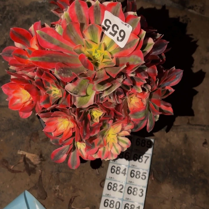 655妖月多肉植物不售后