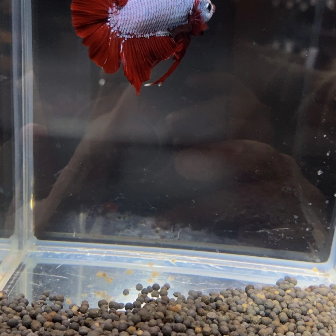 热带鱼公389蓣*巨斗