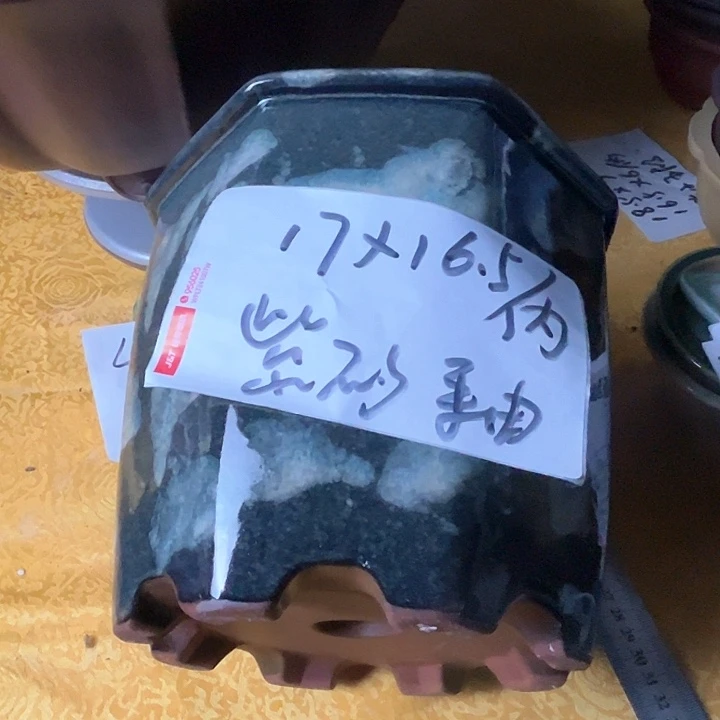 紫砂花盆松*紫砂花盆