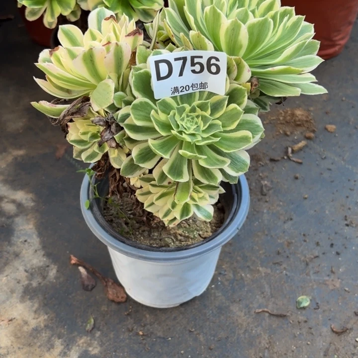 瑞妈多肉园艺756芳华，