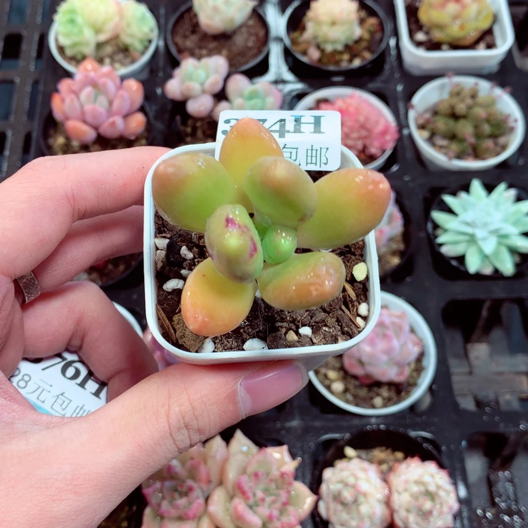 5厘米盆精控多肉374