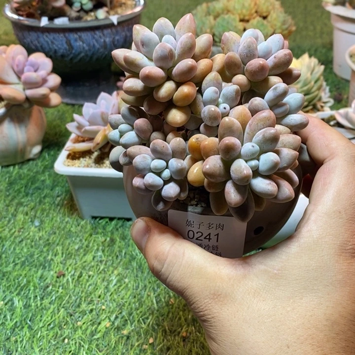 0241啊啊啊啊啊啊啊啊啊