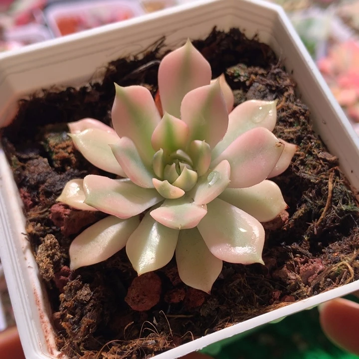 棕玫瑰，锦哥多肉