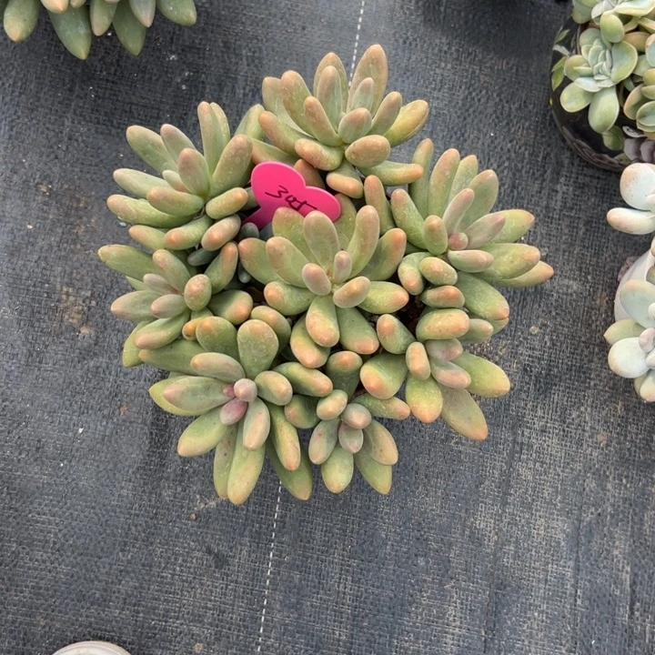 山***转多肉植物一物一拍