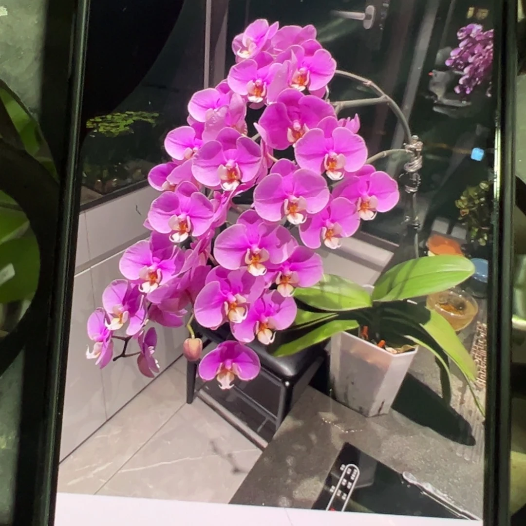 当前无花栽培后可以开花带剑3寸大苗安娜凑单发货一颗不发货