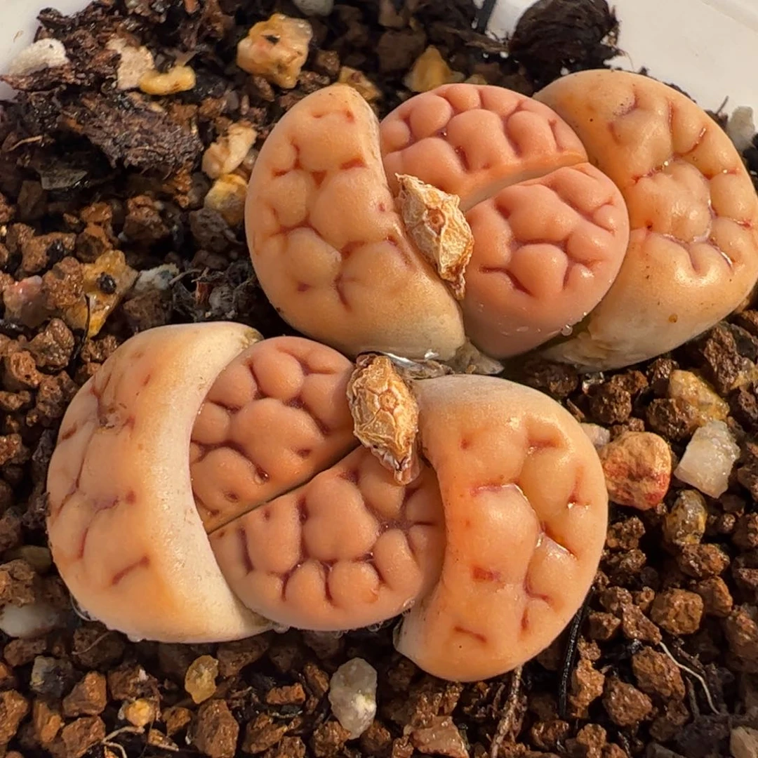 556多肉植物百科