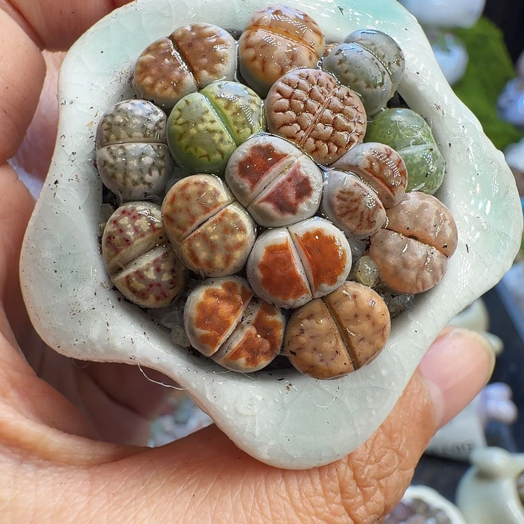 多肉植物福利冲1193