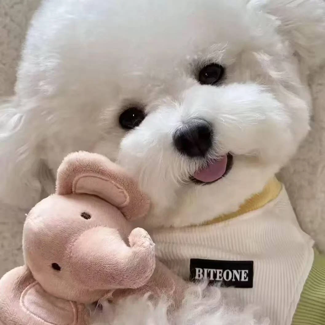 柚子比熊博美 全国发货 DD 2江苏省