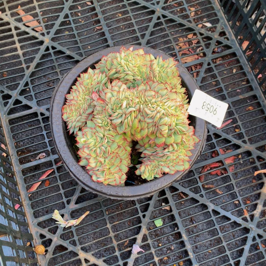 辰**见9058月光女神缀化