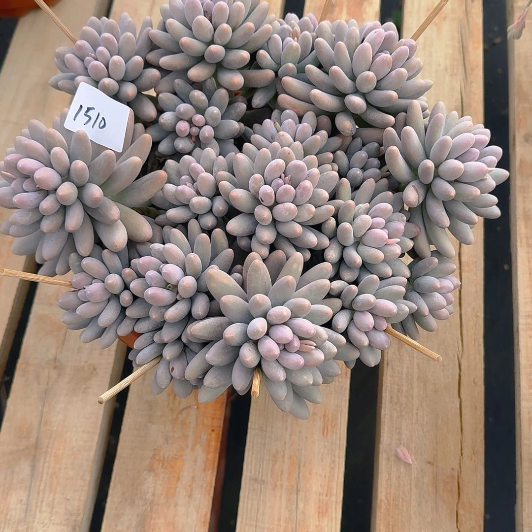 超**诺1510汤圆多肉植物