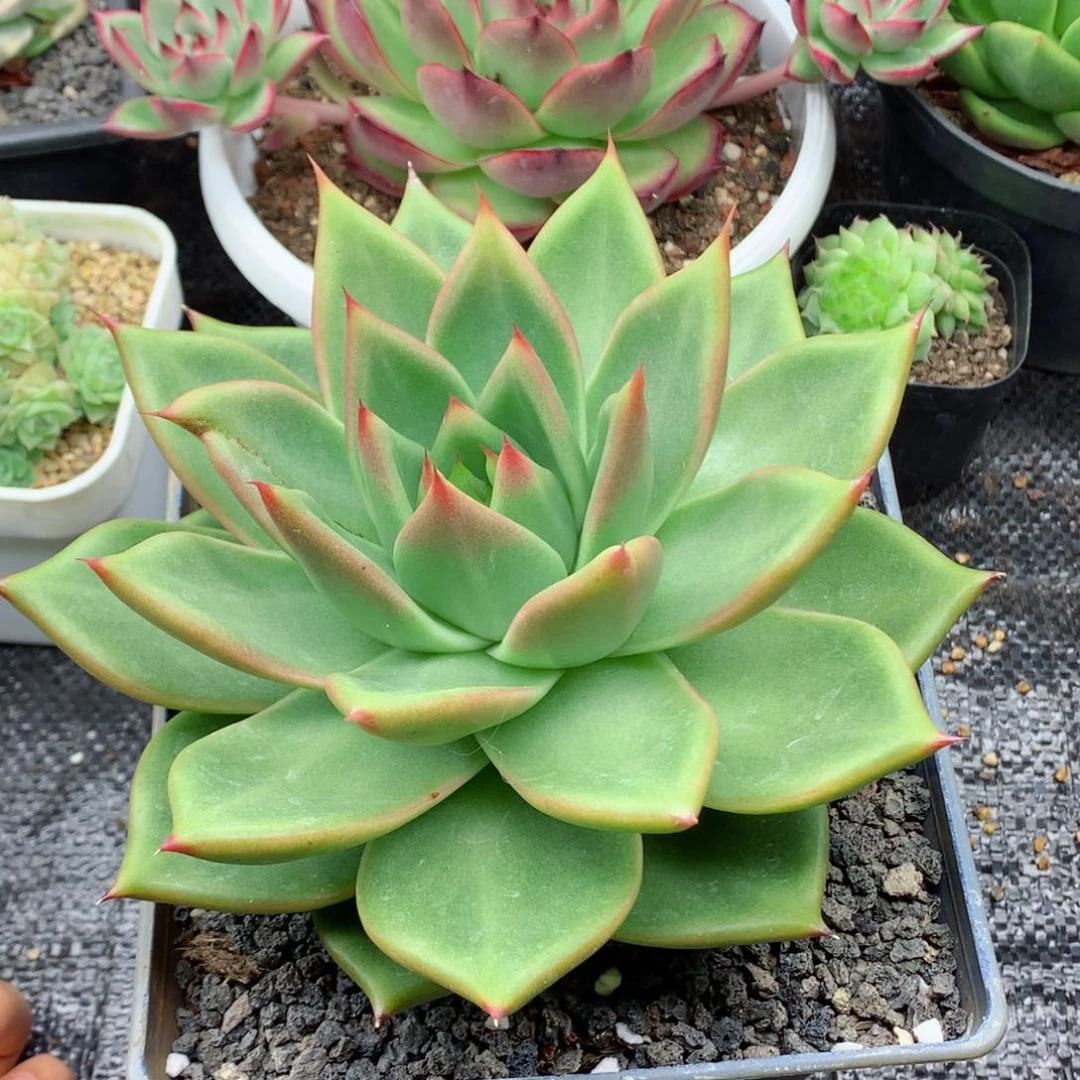 鞠*58包邮  群生不包整大宝