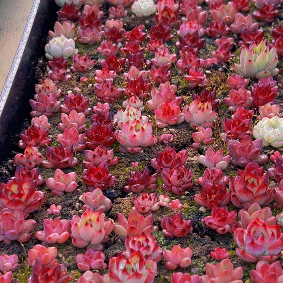 164的最后一天了啊呜呜我好喜欢