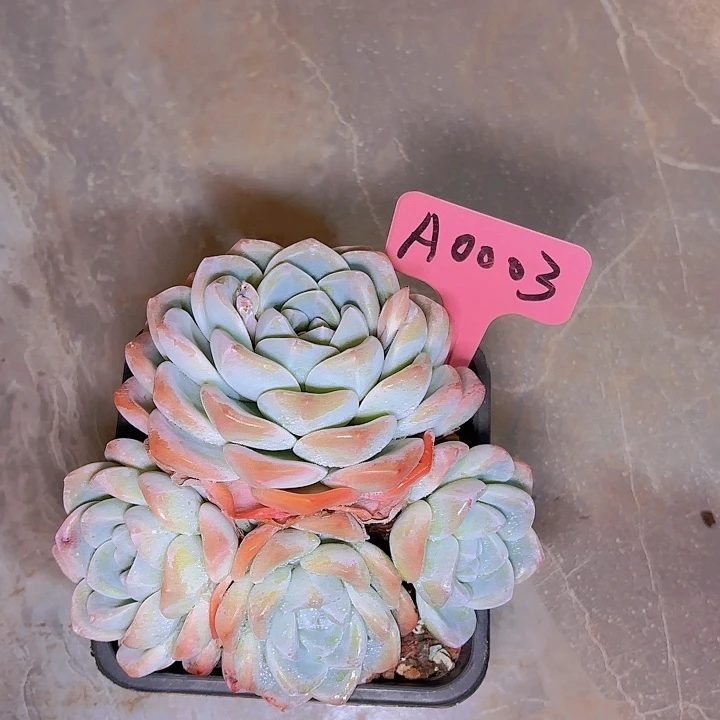 槿**浅冰玉一物一拍A0003