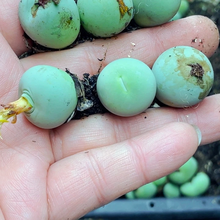 沐***活319鸽子蛋6颗母本llll