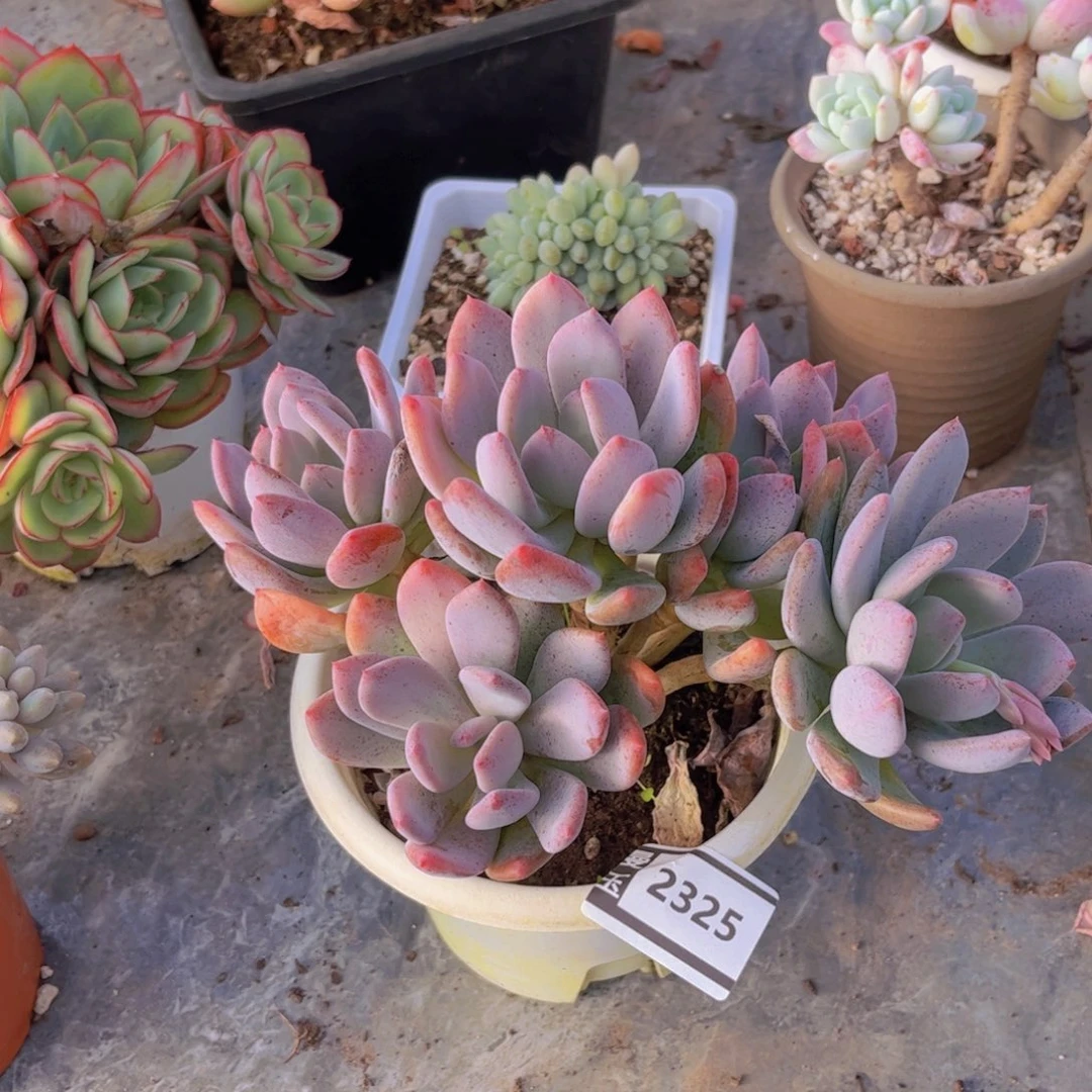 灰姑凉多肉植物2325