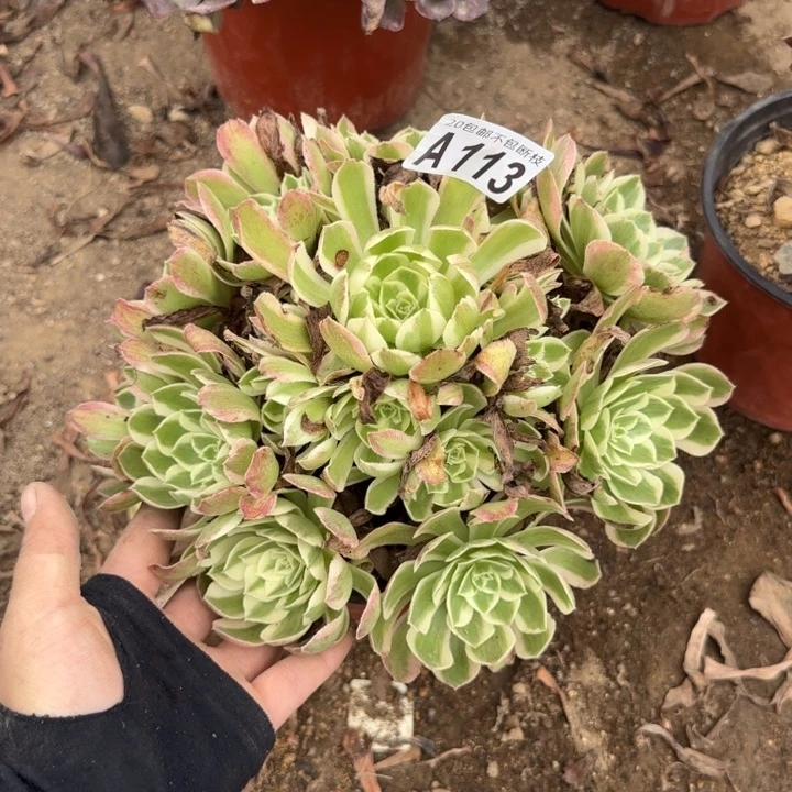 孔雀翎……多肉植物……