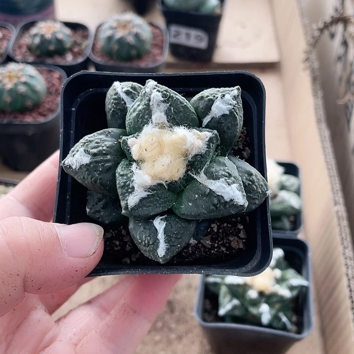 顽*282牡丹仙人球植物