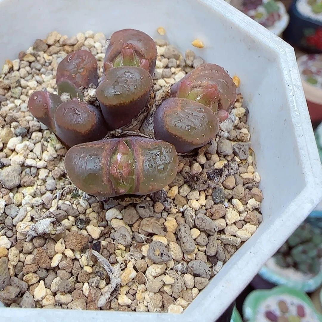 生石花满18包邮1107-101