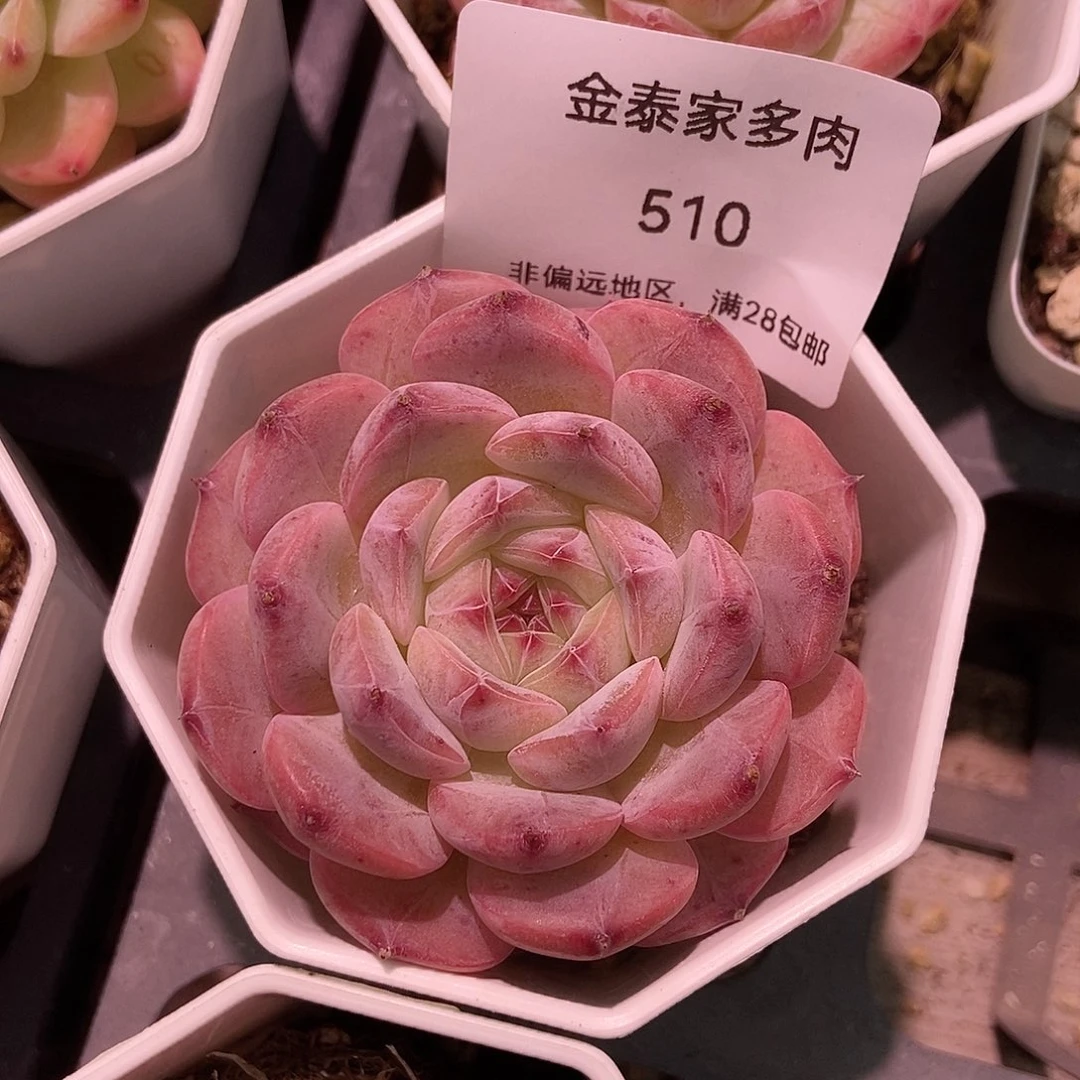 金泰家多肉，510杂交新品