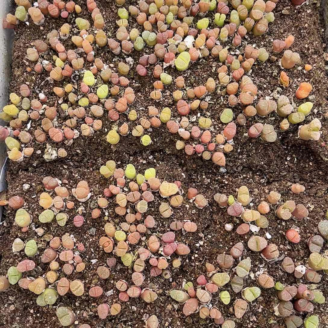 【闪购商品】高级风铃 优选 带箱发货