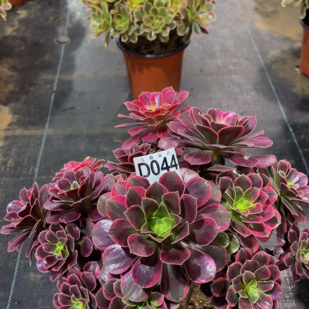 【闪购商品】04400金丝雀