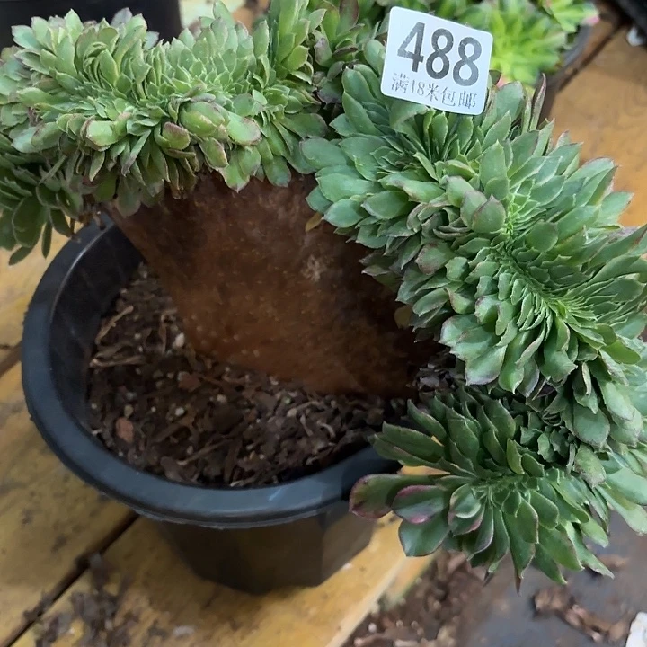 488海王缀化掌心多肉法师锦