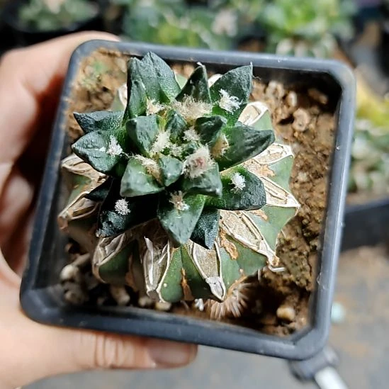 带花苞龙角苗接259