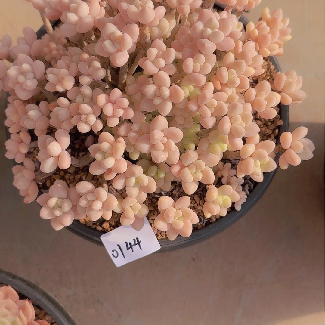 秒*0144奶酪蛋糕多肉