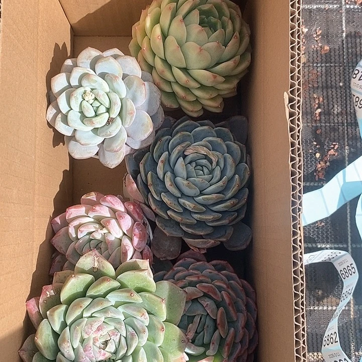 莹*?宝子自己搭配6470